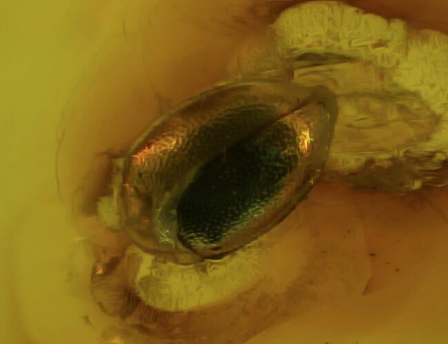 Detailed Fossil Beetle (Coleoptera) In Baltic Amber #81683